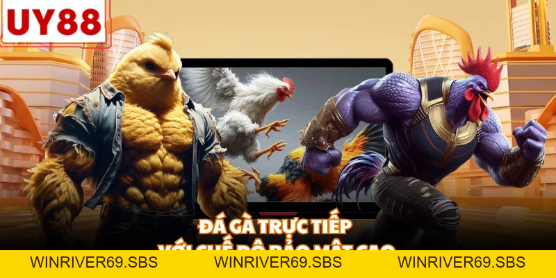 Đá Gà Trực Tiếp UY88 - Đấu Trường Rực Lửa Và Đẳng Cấp - WINRIVER69.SBS