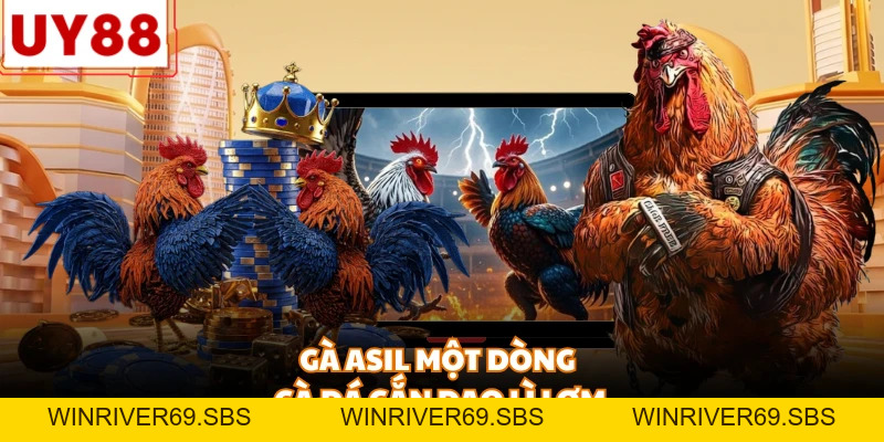 Đá Gà Cựa Dao UY88 - Đấu Trường Sinh Tử Đầy Kịch Tính - WINRIVER69.SBS